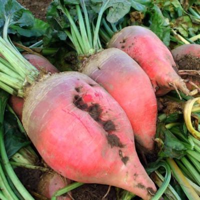 Свекла Полусахарная розовая Свекла Полусахарная розовая фото