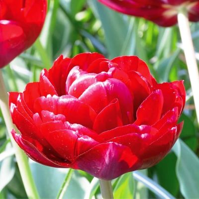 Тюльпан Дабл Кросби фото