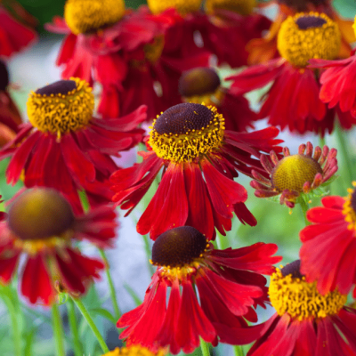 Гелениум Моерхейм Бьюти фото