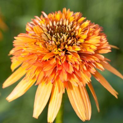 Эхинацея Мармалэйд , Эхинацея Мармалэйд , фото