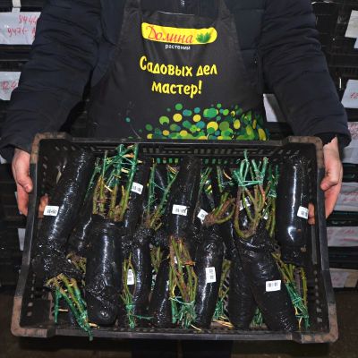 Роза Принцесса Монако Роза Принцесса Монако фото