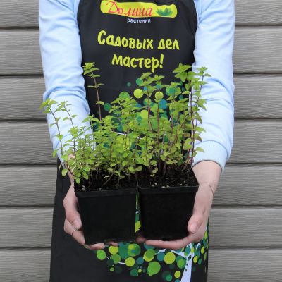 Майоран обыкновенный Ауреум Майоран обыкновенный Ауреум фото