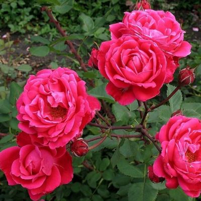 Роза Александр Маккензи Роза Александр Маккензи - Dolina-Sad.Ru