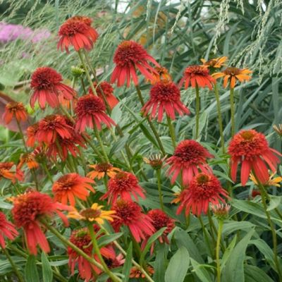 Эхинацея Хот Папайя , C2 Эхинацея Хот Папайя , C2 фото
