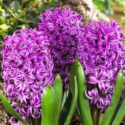 Гиацинт Перпл Сенсейшн Гиацинт Перпл Сенсейшн фото