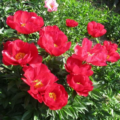 Пион Блэйз Пион Блэйз - Dolina-Sad.Ru