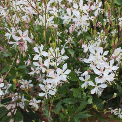 Гаура Фламинг Вайт Гаура Фламинг Вайт - Dolina-Sad.Ru