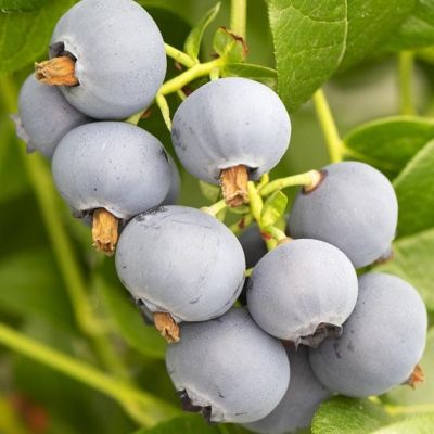 Голубика Поларис Среднерослая Голубика Поларис Среднерослая фото