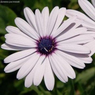 Остеоспермум Аккорд (белый) Остеоспермум Аккорд (белый) фото