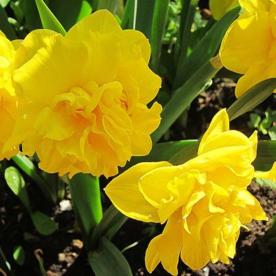 Нарцисс Флайер Нарцисс Флайер фото