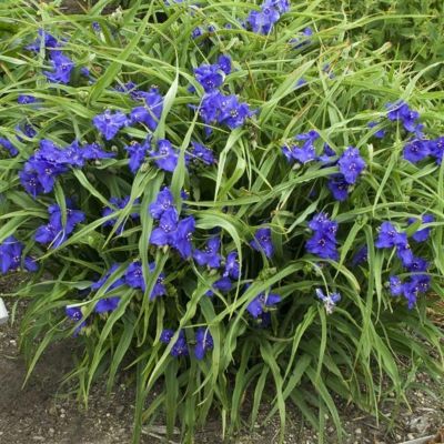 Традесканция Андерсона Званенбург Блю Традесканция Андерсона Званенбург Блю - Dolina-Sad.Ru