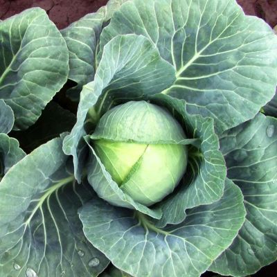 Капуста белокоч. Етма F1 (ранняя Голландия) Капуста белокоч. Етма F1 (ранняя Голландия) фото