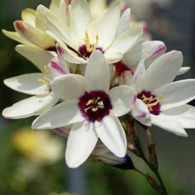 Иксия Хогарт Иксия Хогарт фото