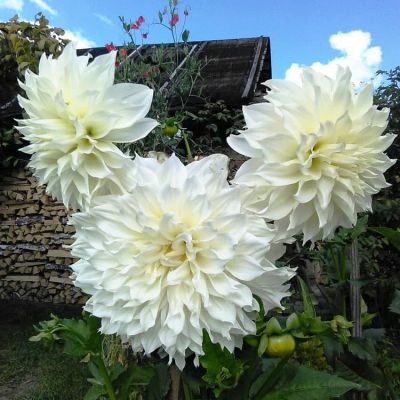 Георгина Флер (Гиганты) Георгина Флер (Гиганты) фото