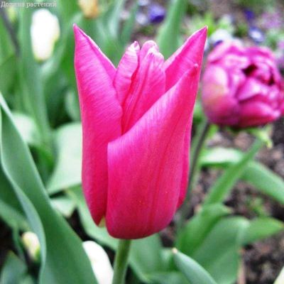 Тюльпан Лили Чик за рубль Тюльпан Лили Чик за рубль фото