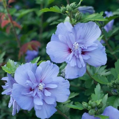 Гибискус сирийский Азурри Гибискус сирийский Азурри - Dolina-Sad.Ru