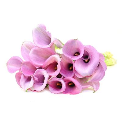 Калла Каптейн Виолетта Калла Каптейн Виолетта - Dolina-Sad.Ru