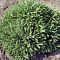 Ель обыкновенная Пумила Ель обыкновенная Пумила фото