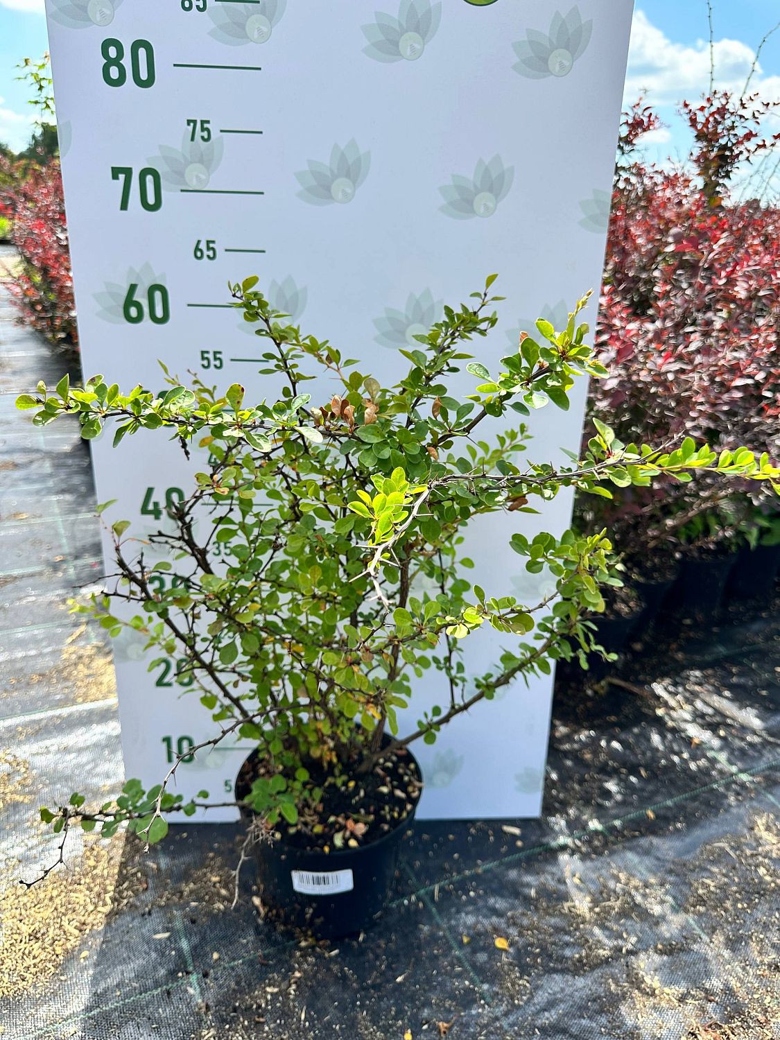 Барбарис Тунберга, С3 - Dolina-Sad.Ru