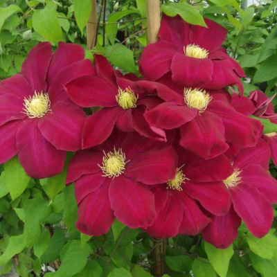 Клематис Хоши-но-Фламенко Клематис Хоши-но-Фламенко фото