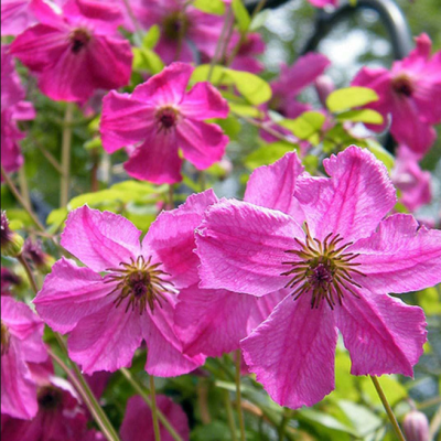 Клематис Карменсита Клематис Карменсита фото