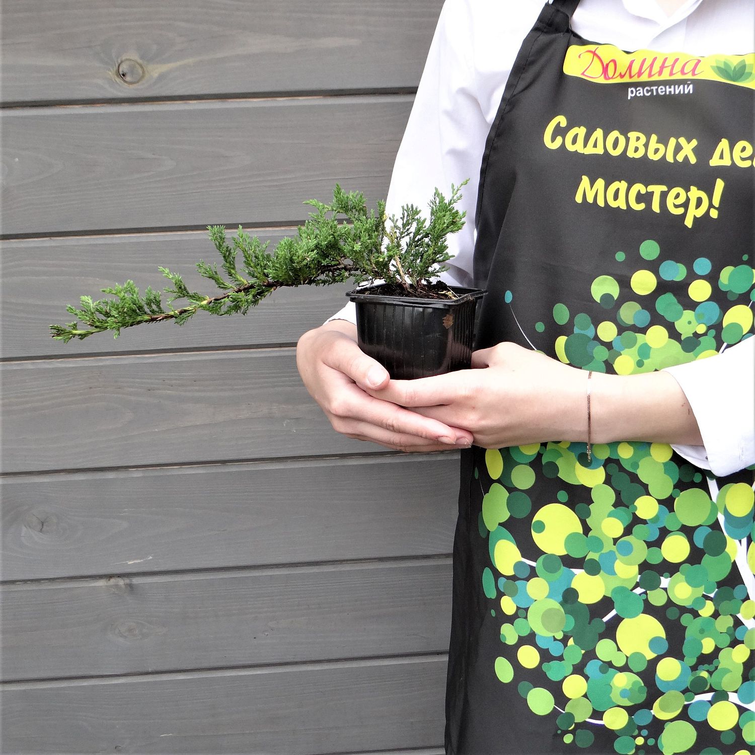 Можжевельник Горизонтальный Принц Уэльский Можжевельник Горизонтальный Принц Уэльский фото