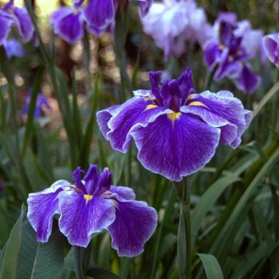 Ирис мечевидный Кристал Хало - Dolina-Sad.Ru