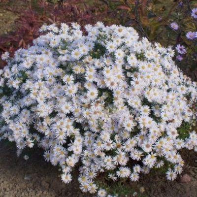 Астра кустарниковая Аполло Астра кустарниковая Аполло - Dolina-Sad.Ru