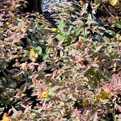 Зверобой мозера Триколор Зверобой мозера Триколор - Dolina-Sad.Ru