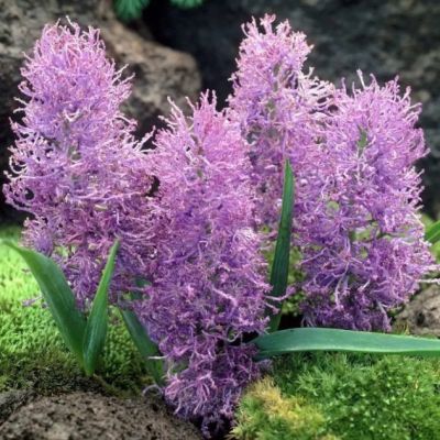 Мускари Хохлатый Мускари Хохлатый фото