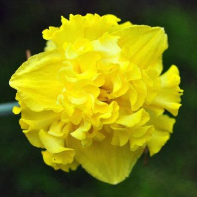 Нарцисс Флайер Нарцисс Флайер фото