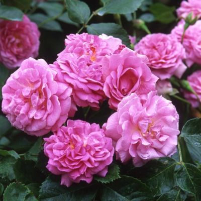 Роза Лавендер Лэсси Роза Лавендер Лэсси - Dolina-Sad.Ru