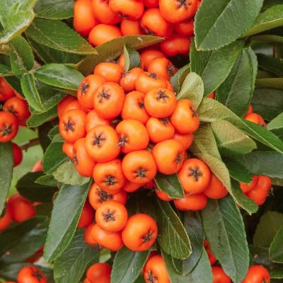 Пираканта Орандж Стар Пираканта Орандж Стар - Dolina-Sad.Ru