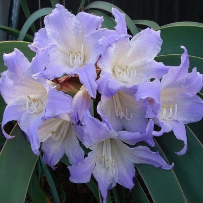 Амариллис Лилак Амариллис Лилак - Dolina-Sad.Ru