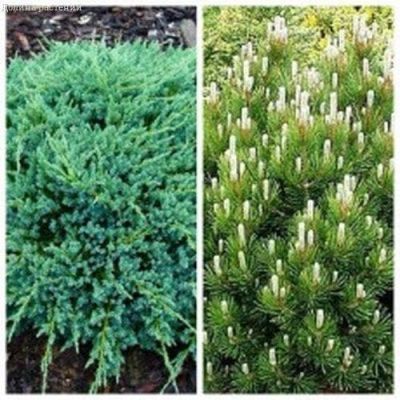 Комплект хвойных (сосна горная мугус + можжевельник блю карпет) Комплект хвойных (сосна горная мугус + можжевельник блю карпет) фото