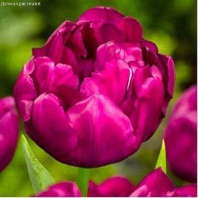 Тюльпан Роял Акрес Тюльпан Роял Акрес фото