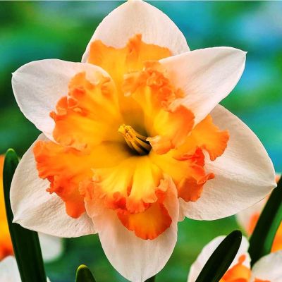 Нарцисс Таурус Нарцисс Таурус фото