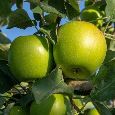 Яблоня Грэнни Смит Яблоня Грэнни Смит - Dolina-Sad.Ru