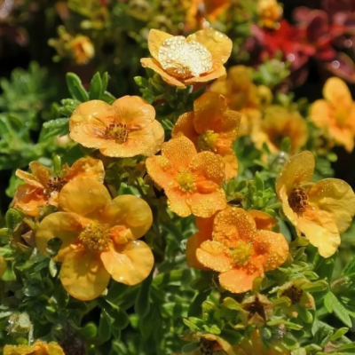 Лапчатка кустарниковая Манго Танго Лапчатка кустарниковая Манго Танго фото