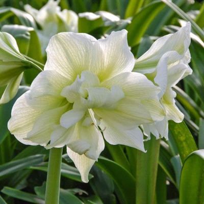 Амариллис Мэрилин Амариллис Мэрилин фото