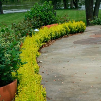 Барбарис Тунберга Голден Пиллар Барбарис Тунберга Голден Пиллар - Dolina-Sad.Ru