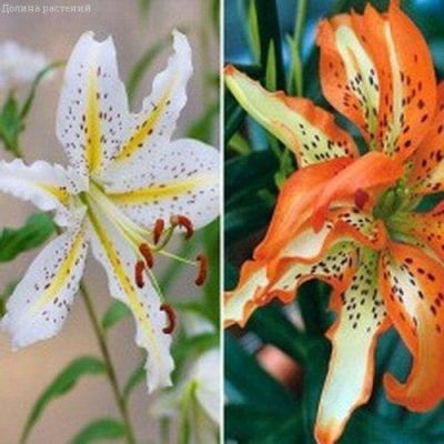 Лилия Маст Си + Ауратум Лилия Маст Си + Ауратум фото