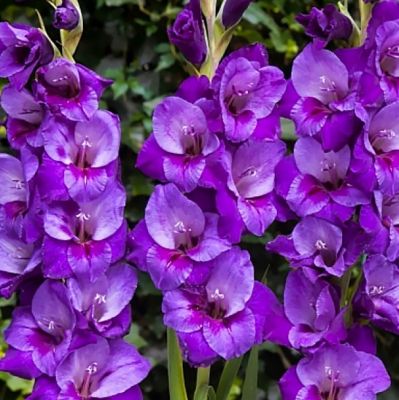 Гладиолус Старфайтер Гладиолус Старфайтер - Dolina-Sad.Ru