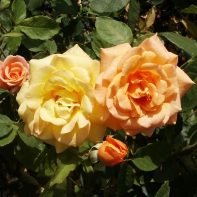 Роза Реми Мартин Роза Реми Мартин - Dolina-Sad.Ru