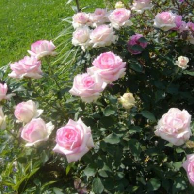 Роза Бидермайер Гарден Роза Бидермайер Гарден фото