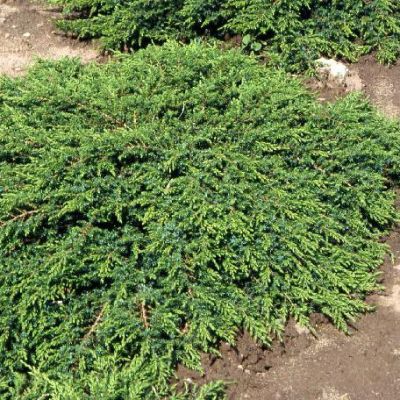 Можжевельник обыкновенный Грин Карпет, С3 - Dolina-Sad.Ru