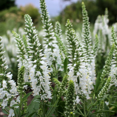 Вероника Вайт Вероника Вайт фото