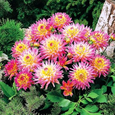 Георгина Мелоди Джипси Георгина Мелоди Джипси фото