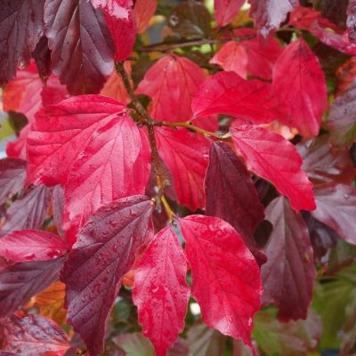 Парротия персидская Белла Парротия персидская Белла - Dolina-Sad.Ru