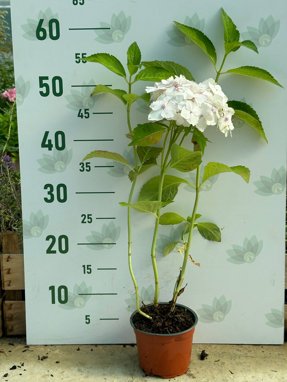 гортензия крупнолистная Мадам Эмиль Мулье гортензия крупнолистная Мадам Эмиль Мулье фото